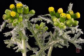 Attēlu rezultāti vaicājumam “Senecio viscosus flower”