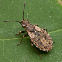 Attēlu rezultāti vaicājumam “Nithecus jacobaeae”