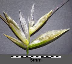 Attēlu rezultāti vaicājumam “Trisetum flavescens”