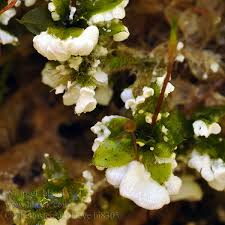 Attēlu rezultāti vaicājumam “Cylindrobasidium evolvens”