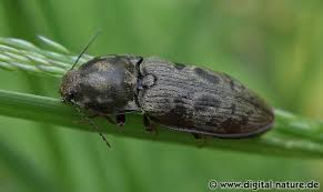 Attēlu rezultāti vaicājumam “Prosternon tessellatum”