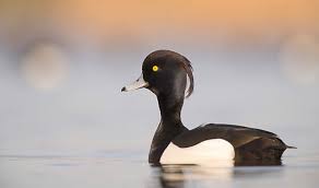 Attēlu rezultāti vaicājumam “Aythya fuligula male”