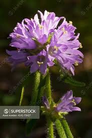 Attēlu rezultāti vaicājumam “Campanula cervicaria”