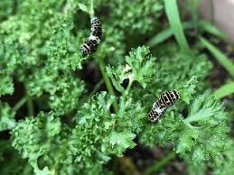 Attēlu rezultāti vaicājumam “Papilio machaon larva”
