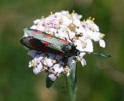 Attēlu rezultāti vaicājumam “Zygaena lonicerae”