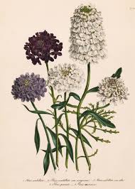 Image result for Iberis umbellata