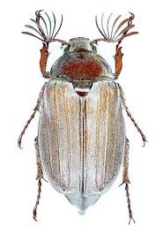 Attēlu rezultāti vaicājumam “Melolontha hippocastani”