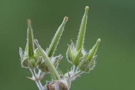 Attēlu rezultāti vaicājumam “Geranium pratense bud”