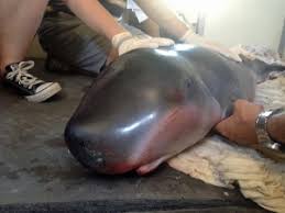 Image result for Kogia breviceps