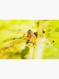 Attēlu rezultāti vaicājumam “Symphypleona”