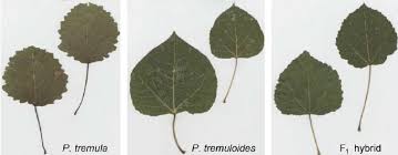 Attēlu rezultāti vaicājumam “Populus tremula leaf”