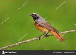 Attēlu rezultāti vaicājumam “Phoenicurus phoenicurus”