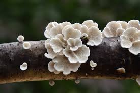 Attēlu rezultāti vaicājumam “Plicaturopsis crispa”