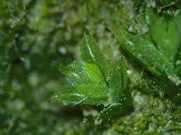 Attēlu rezultāti vaicājumam “Fissidens bryoides sporophyte”