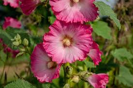 Image result for Alcea (althaea) rosea