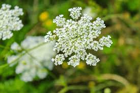 Attēlu rezultāti vaicājumam “Daucus carota subsp. carota flower”