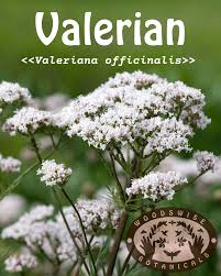 Attēlu rezultāti vaicājumam “Valeriana officinalis”