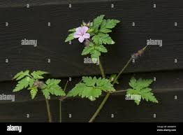 Attēlu rezultāti vaicājumam “Geranium robertianum leaf”