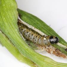 Attēlu rezultāti vaicājumam “Depressaria olerella imago”