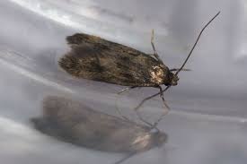 Attēlu rezultāti vaicājumam “Oecophoridae”