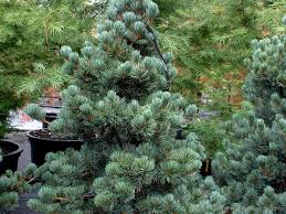 Image result for Pinus cembra