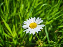 Image result for Leucanthemum vulgare