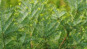 Attēlu rezultāti vaicājumam “Taxus baccata leaf”