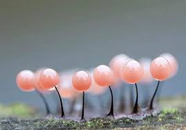 Attēlu rezultāti vaicājumam “Collaria arcyrionema macro”