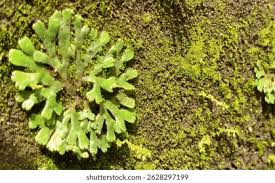 Attēlu rezultāti vaicājumam “Marchantiopsida”