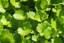 「香菇草」的圖片搜尋結果