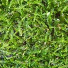 Attēlu rezultāti vaicājumam “Cephalozia bicuspidata”