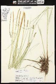 Attēlu rezultāti vaicājumam “Carex diandra leaf”