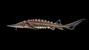 Image result for Acipenser oxyrinchus oxyrinchus