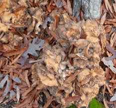 Attēlu rezultāti vaicājumam “Grifola frondosa”