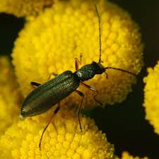 Attēlu rezultāti vaicājumam “Chrysanthia geniculata”