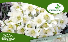 Attēlu rezultāti vaicājumam “Herniaria glabra flower”