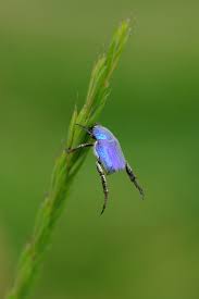 Attēlu rezultāti vaicājumam “Hoplia graminicola”