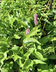 Attēlu rezultāti vaicājumam “Bistorta major fruit”