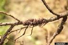 common lac insect (Kerria lacca ) on lychee (Litchi chinensis ... 