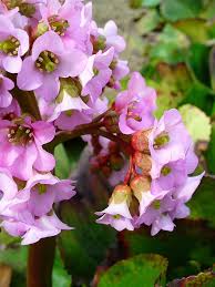Attēlu rezultāti vaicājumam “Bergenia crassifolia”