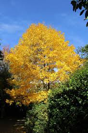 Attēlu rezultāti vaicājumam “Carya”