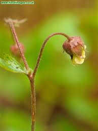Attēlu rezultāti vaicājumam “Geum x intermedium flower”