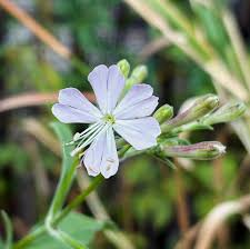 Attēlu rezultāti vaicājumam “Silene tatarica flower”