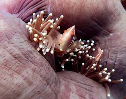 Image result for Eltham and District Sub Aqua Club