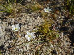 Attēlu rezultāti vaicājumam “Sagina nodosa”