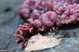 Attēlu rezultāti vaicājumam “Ascocoryne sarcoides”