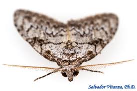 Attēlu rezultāti vaicājumam “Nolidae”