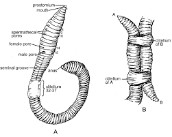 Attēlu rezultāti vaicājumam “Lumbricus terrestris”