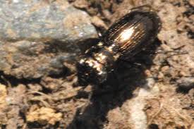 Attēlu rezultāti vaicājumam “Notiophilus germinyi”