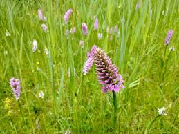 Attēlu rezultāti vaicājumam “Dactylorhiza”